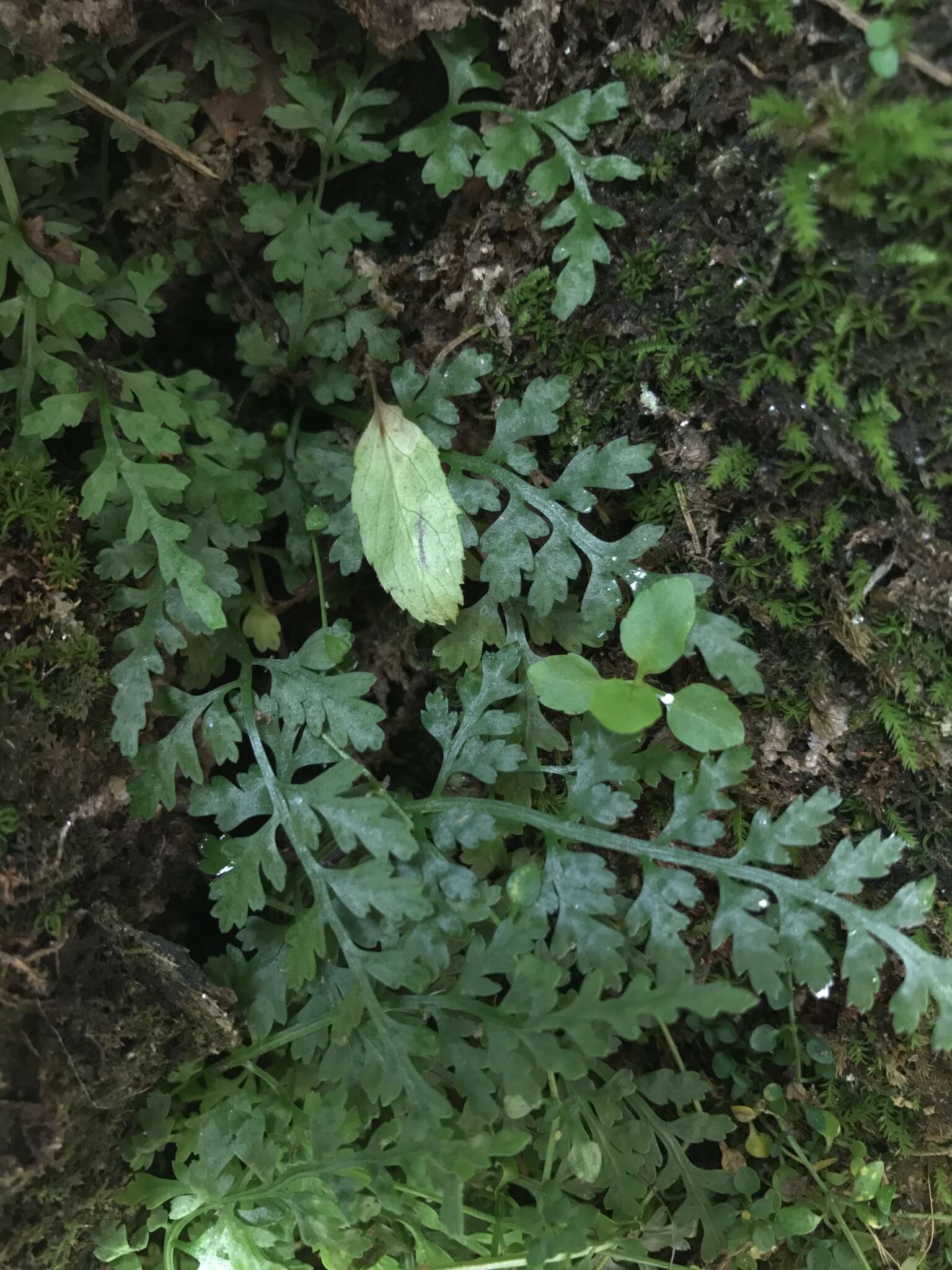 Imagem de Asplenium montanum Willd.