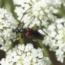 Imagem de Stenurella (Priscostenurella) bifasciata intermedia Holzschuh 2006