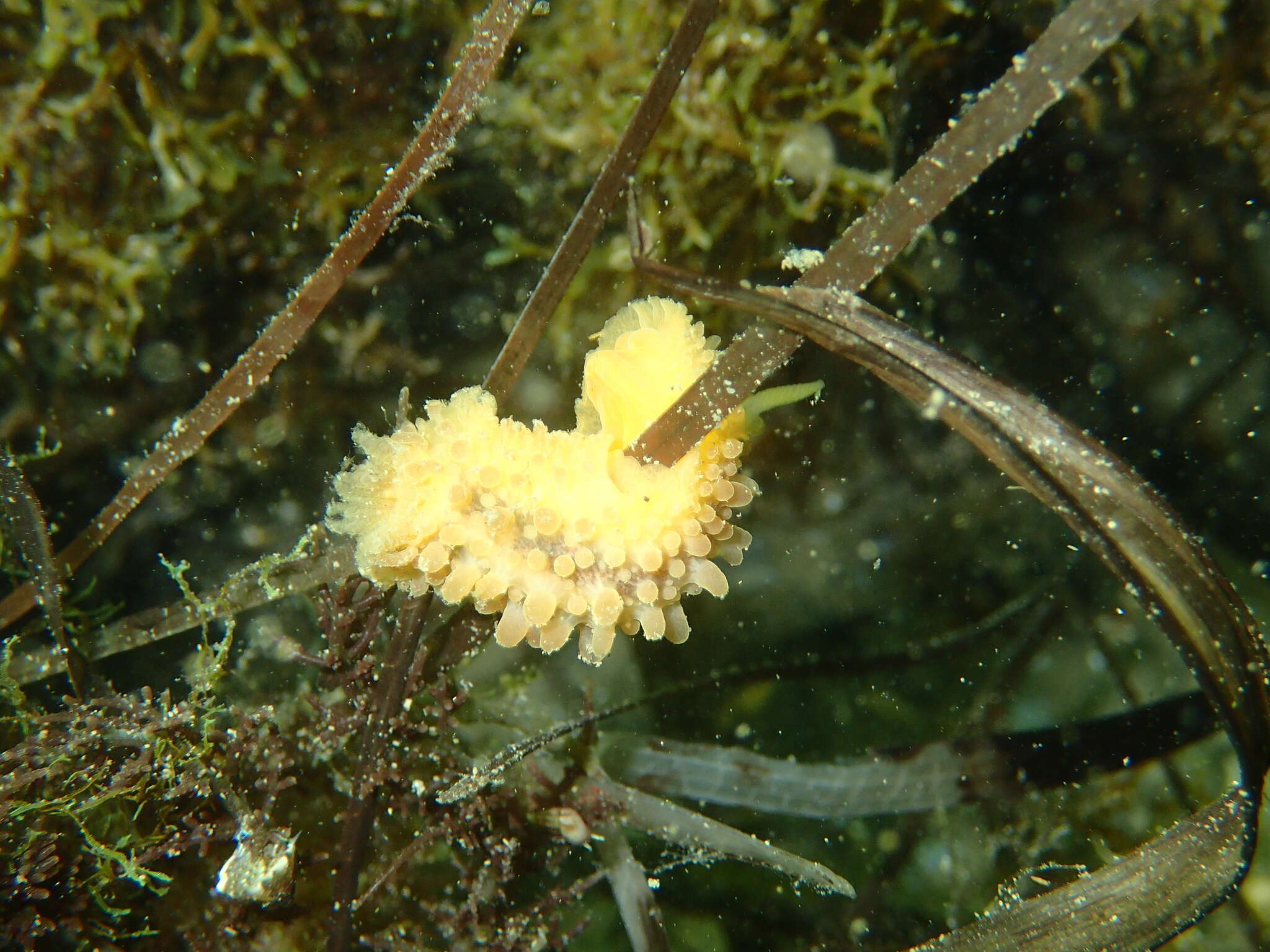 Image of Warty dorid