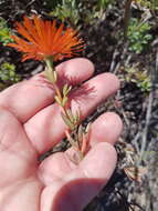 Image of Lampranthus stenopetalus (L. Bol.) N. E. Br.