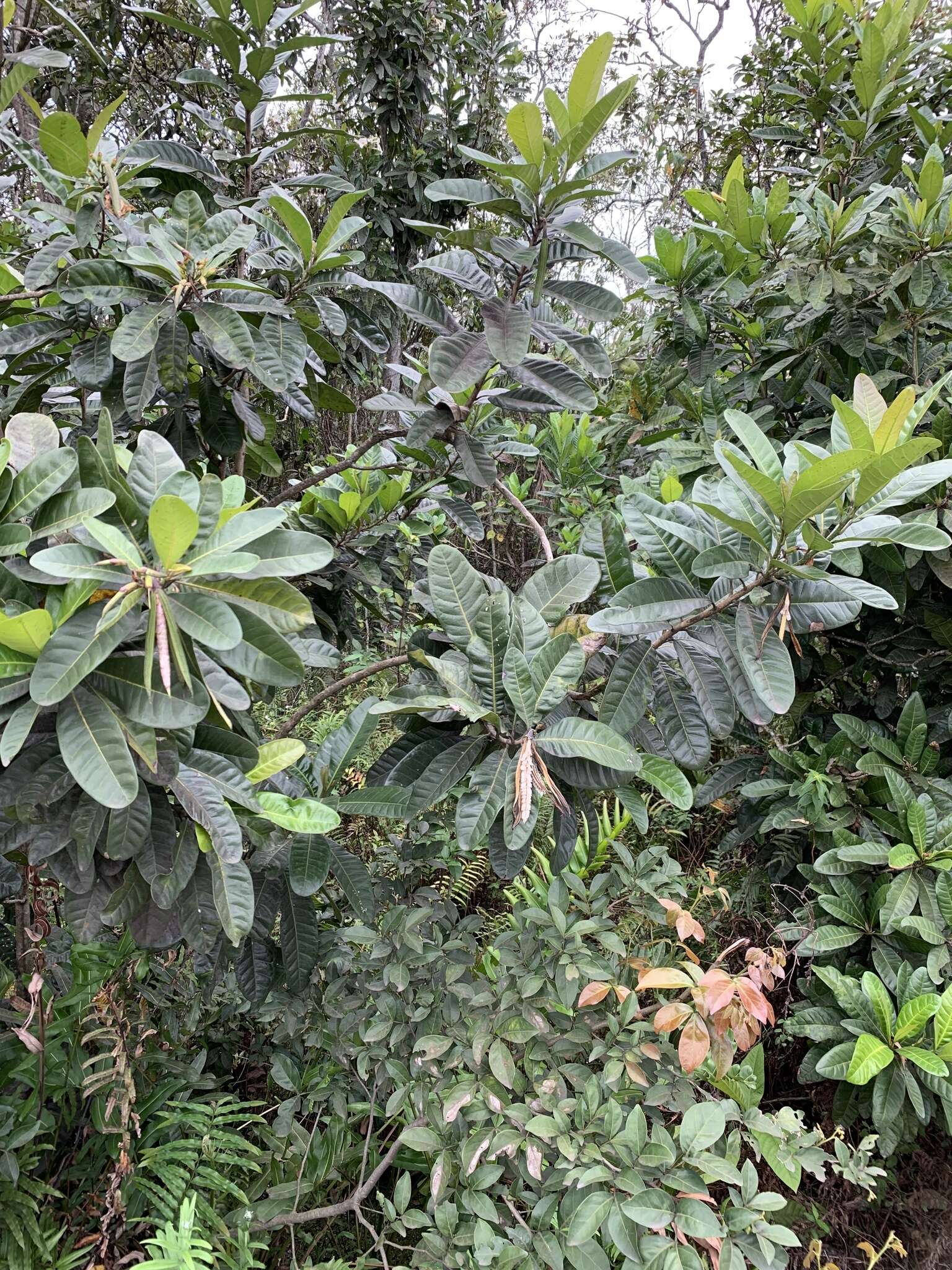 Image of Tabebuia cassinoides (Lam.) DC.