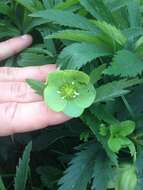 Image of Green Hellebore