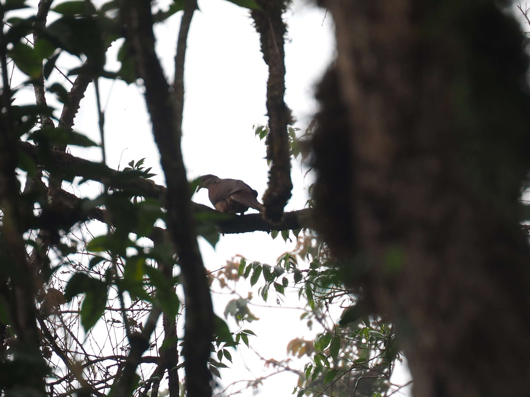 Image of Barred Cuckoo Dove