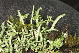 Plancia ëd Cladonia rigida (Hook. fil. & Taylor) Hampe