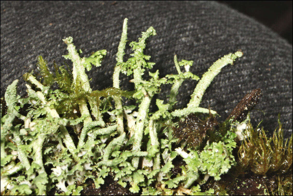 Plancia ëd Cladonia rigida (Hook. fil. & Taylor) Hampe