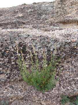 صورة Antirrhinum graniticum Rothm.