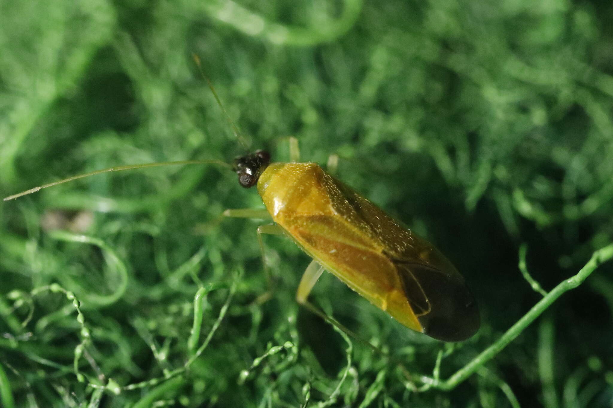 Image of Phylus melanocephalus (Linnaeus 1767)