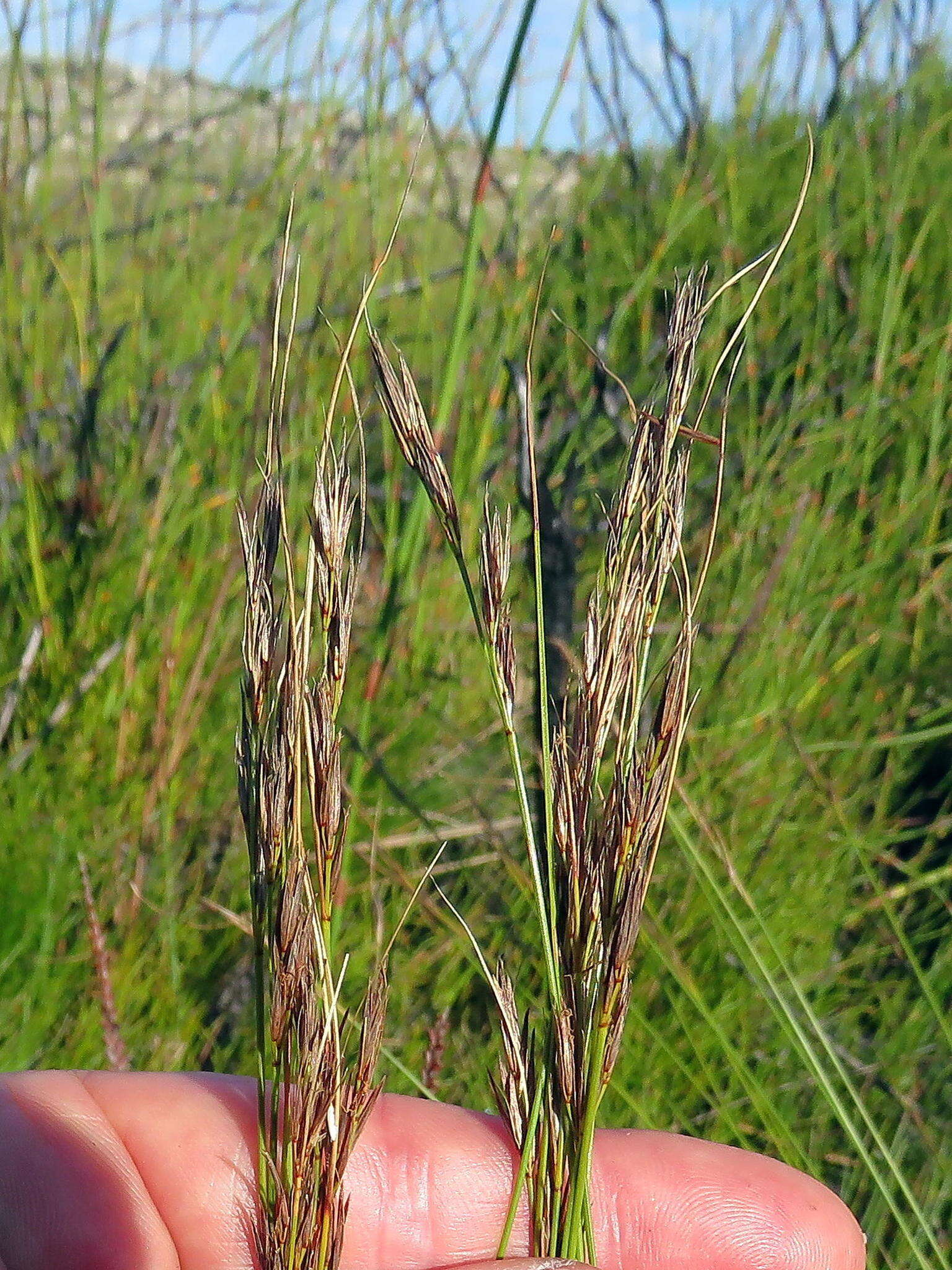 Imagem de Tetraria ligulata (Boeckeler) C. B. Clarke