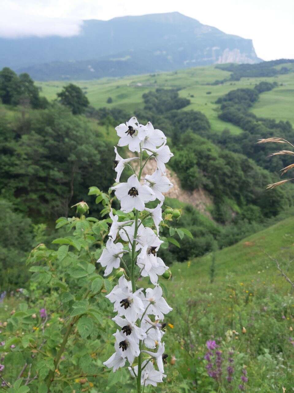 Слика од Delphinium crispulum Rupr.