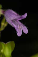 Image of Rattan's beardtongue