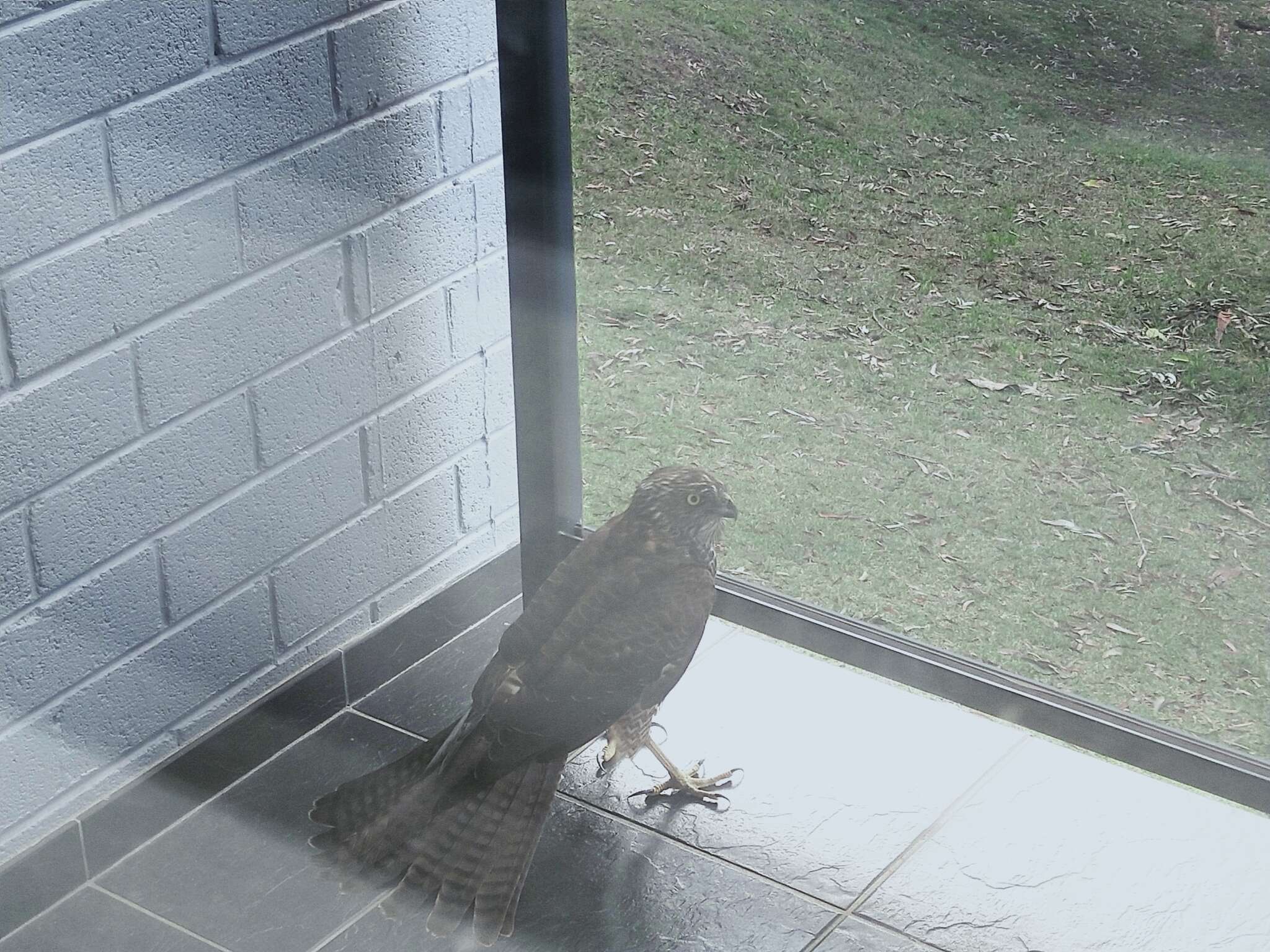 Image of Collared Sparrowhawk