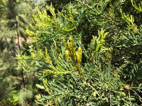 Image of Deane's wattle