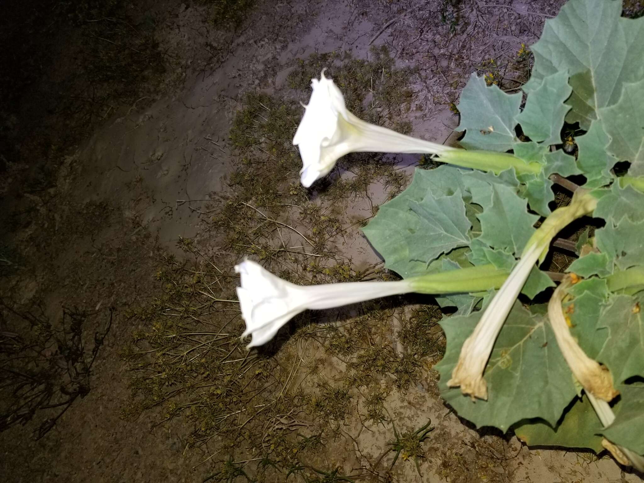 Image de Datura discolor Bernh.