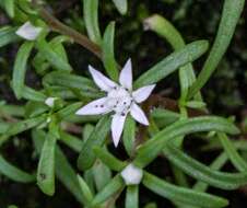 Image of Sedum jaliscanum S. Wats.