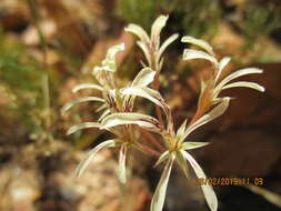 Image of Pelargonium longiflorum Jacq.