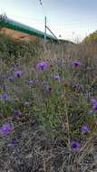 Image of Centaurea jacea subsp. timbalii (Martrin-Donos) Br.-Bl.