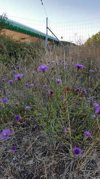 Image of Centaurea jacea subsp. timbalii (Martrin-Donos) Br.-Bl.