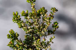 Image of Erica axillaris Thunb.