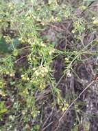 Image of Asparagus umbellatus subsp. umbellatus