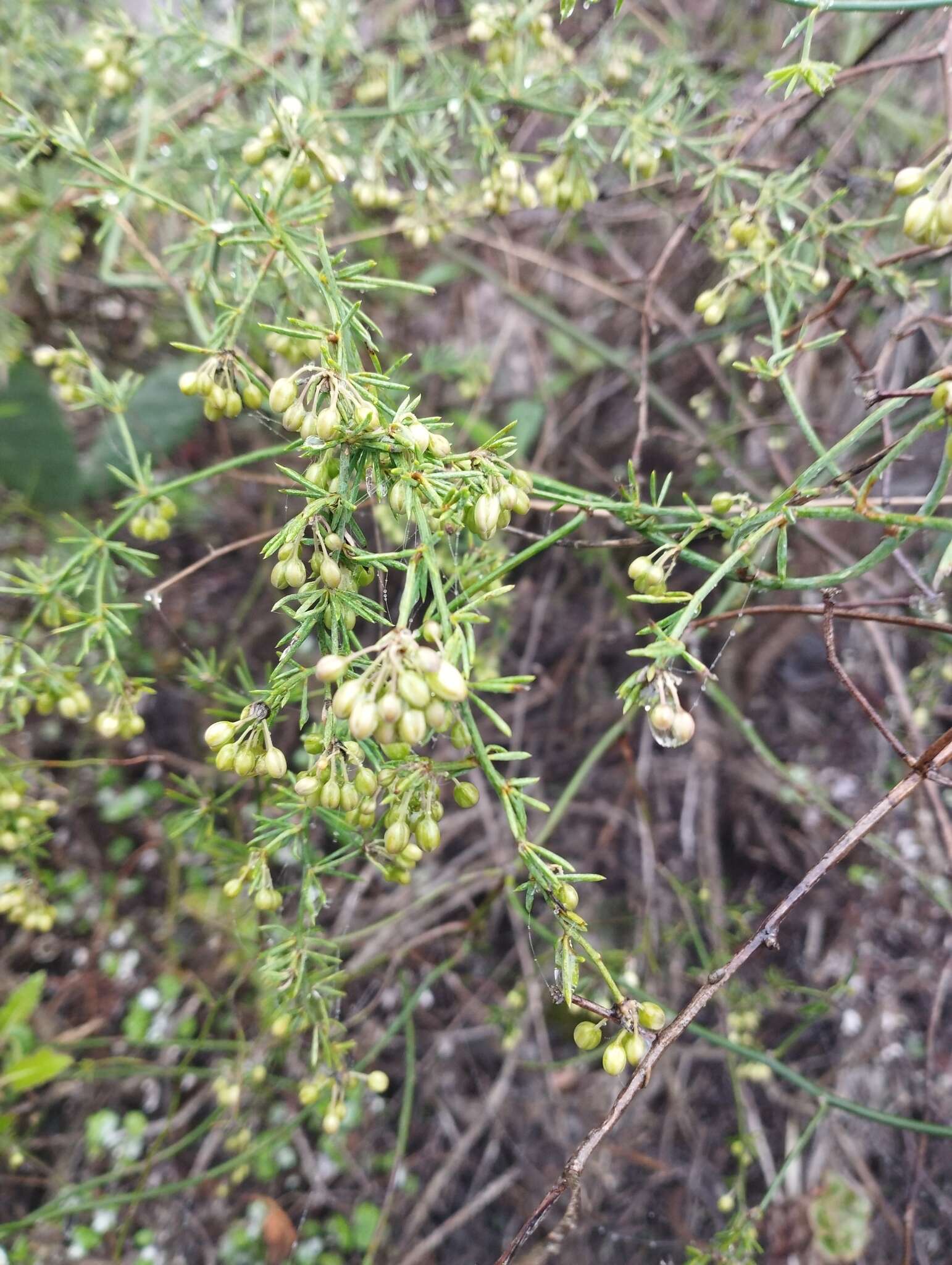 Image of Asparagus umbellatus subsp. umbellatus