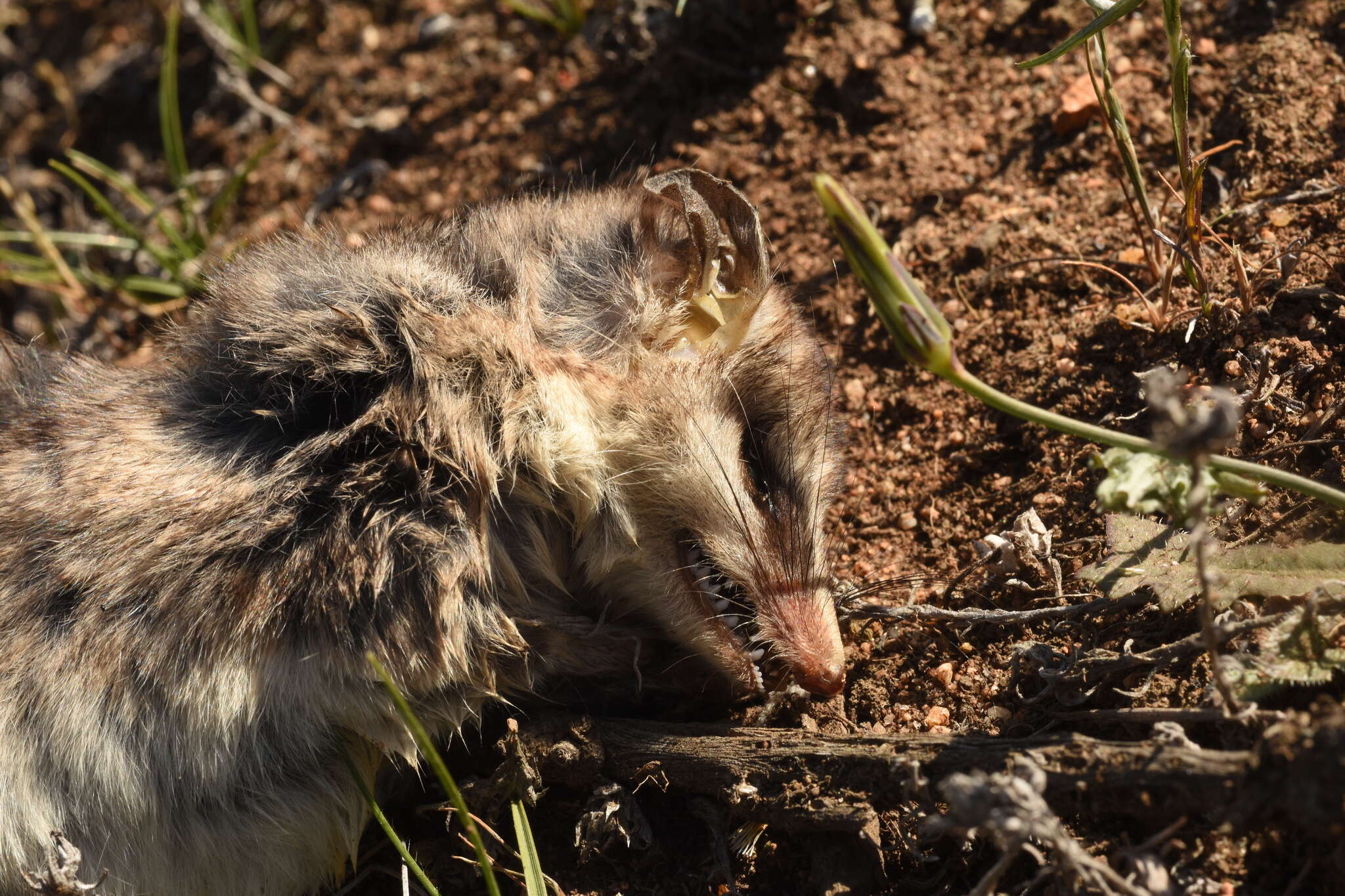 Image of Elegant Fat-tailed Mouse Opossum