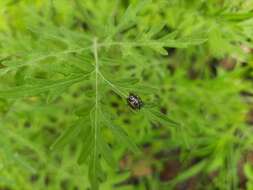 Image of Zygogramma bicolorata