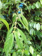 Image of Lasianthus hispidulus (Drake) Pit.