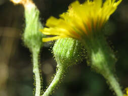 Image of rough hawkweed