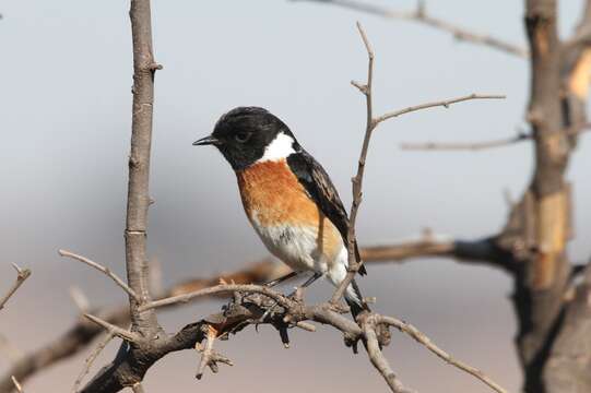 Image of Saxicola torquatus stonei Bowen 1931