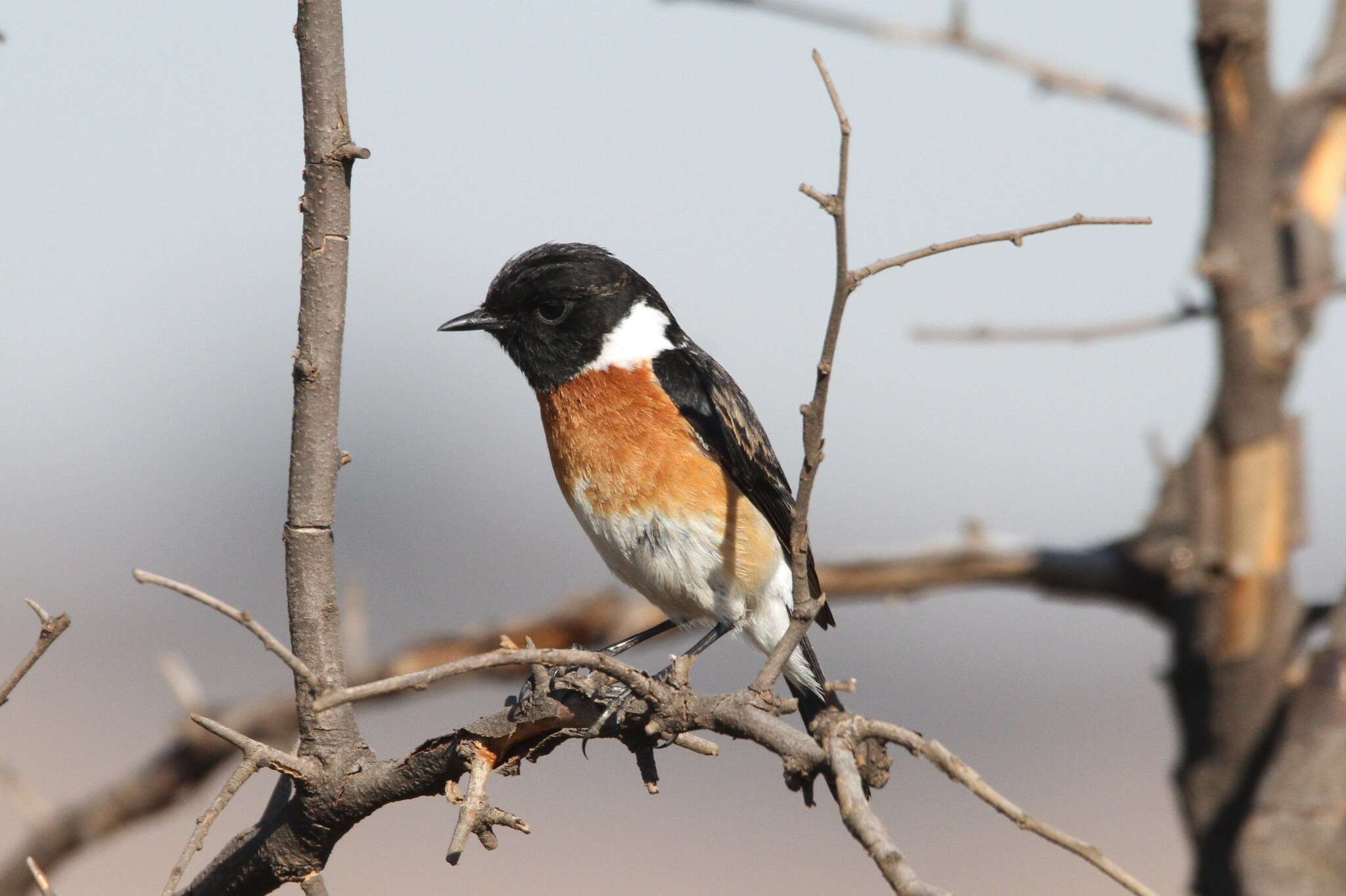 صورة Saxicola torquatus stonei Bowen 1931