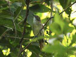 Image of Moustached Babbler