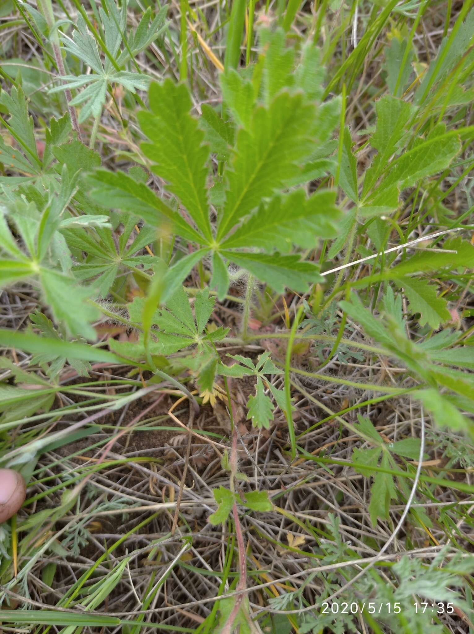 Image of Potentilla humifusa Willd.