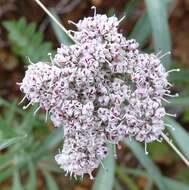 Image of Nevada biscuitroot