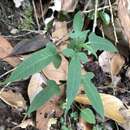 Image de Solanum pittosporifolium Hemsl.