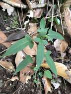 Слика од Solanum pittosporifolium Hemsl.