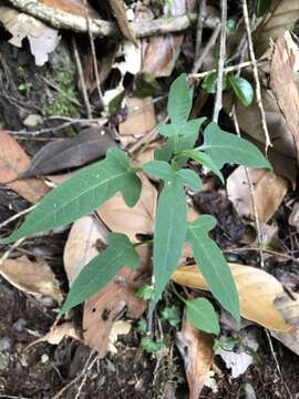 Image de Solanum pittosporifolium Hemsl.