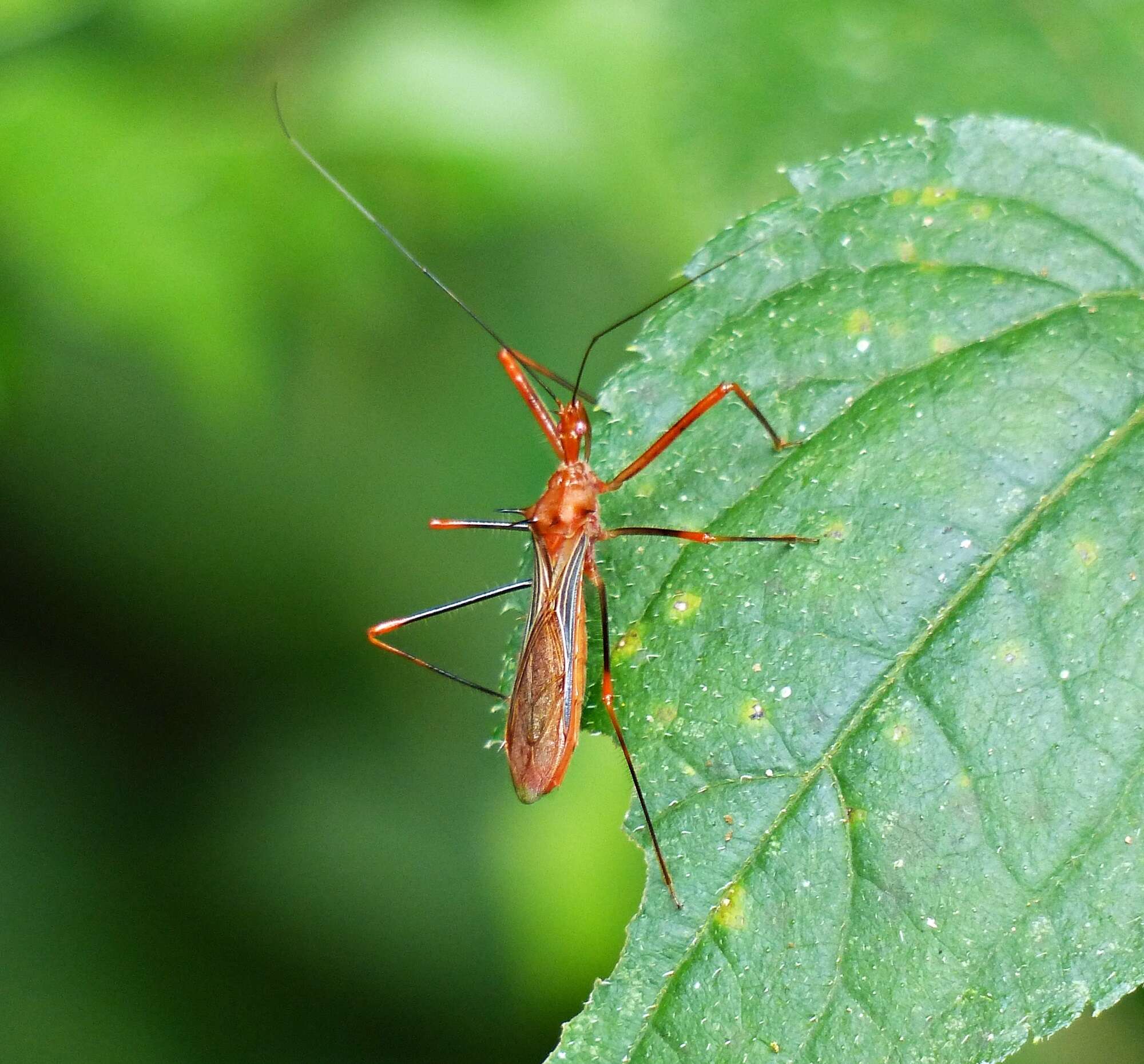 Image of Ricolla quadrispinosa (Linnaeus 1767)