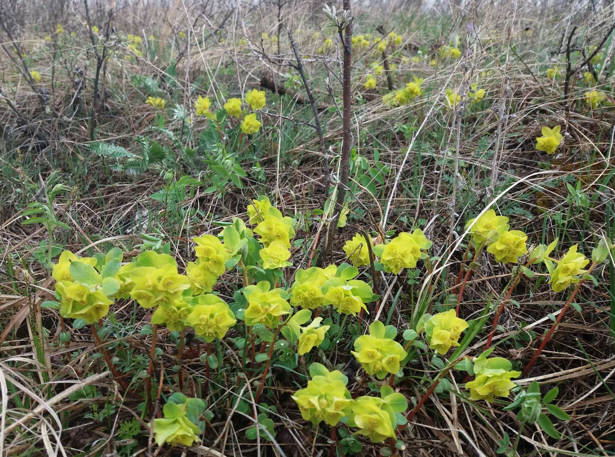 Слика од Euphorbia altaica Ledeb.