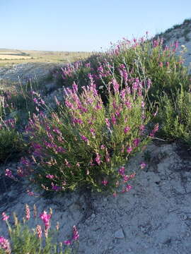 Image de Hedysarum cretaceum DC.