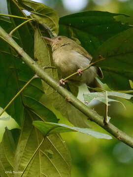 Image of Grey Longbill