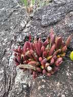 Image of Acianthera johannensis (Barb. Rodr.) Pridgeon & M. W. Chase