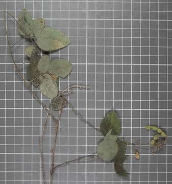 Image of Desmodium pringlei S. Watson