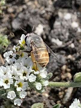 Image of Amegilla capeverdensis Brooks 1988