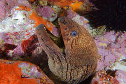 Image of Griffin&#39;s moray