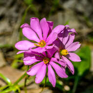 Image of Pinewoods Rose-Gentian