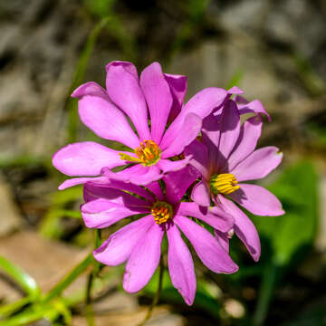 Imagem de Sabatia gentianoides Ell.