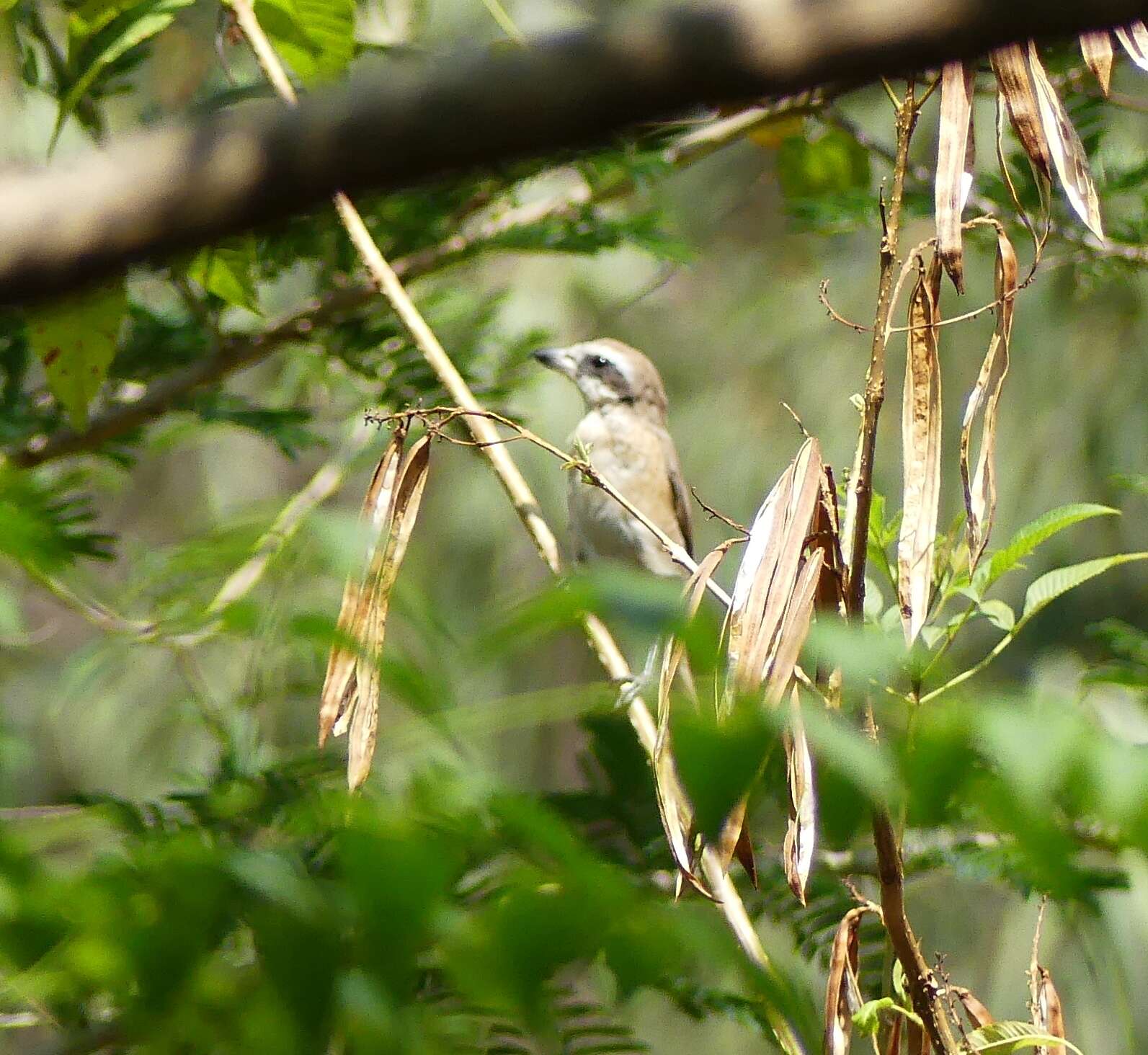 Tephrodornis Swainson 1832的圖片