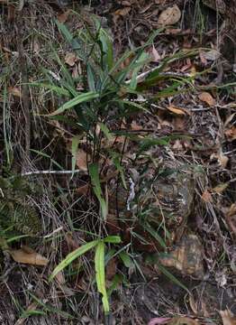 Image of Taenitis pinnata (J. Sm.) Holtt.