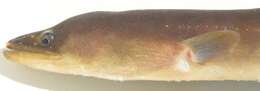 Image of African longfin eel