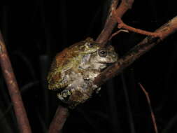 Image of Acre treefrog